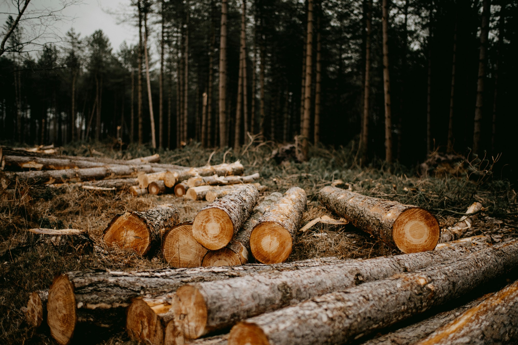 Annie Spratt VL Qqramfok Unsplash