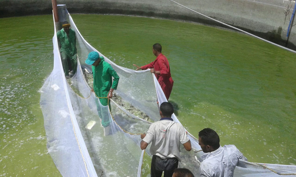 Integrated Fish Farm 1 Qena District