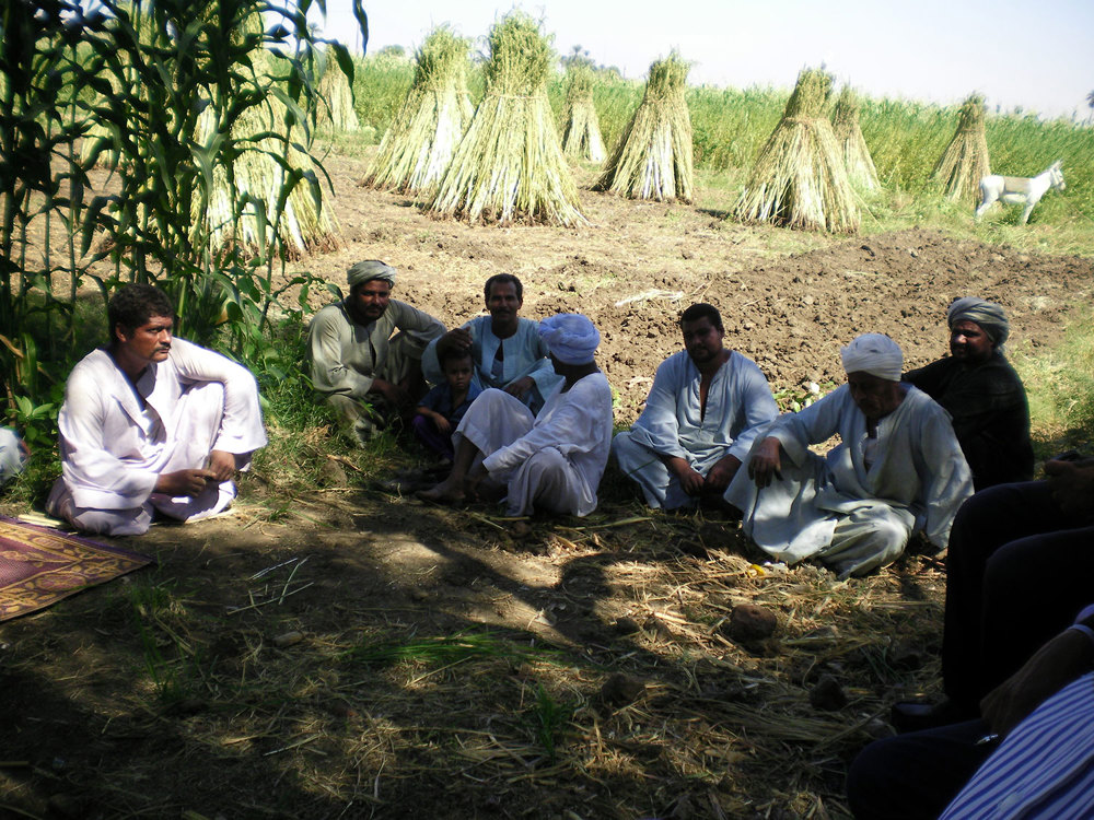 FFS Practical Session Sesame Harvest